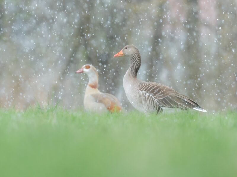 Naturfotos schlechtes Wetter Gänse