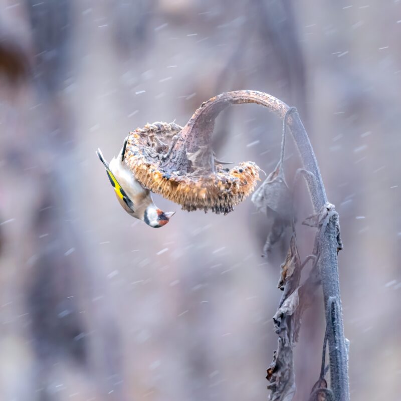 Naturfotos schlechtes Wetter Stieglitz