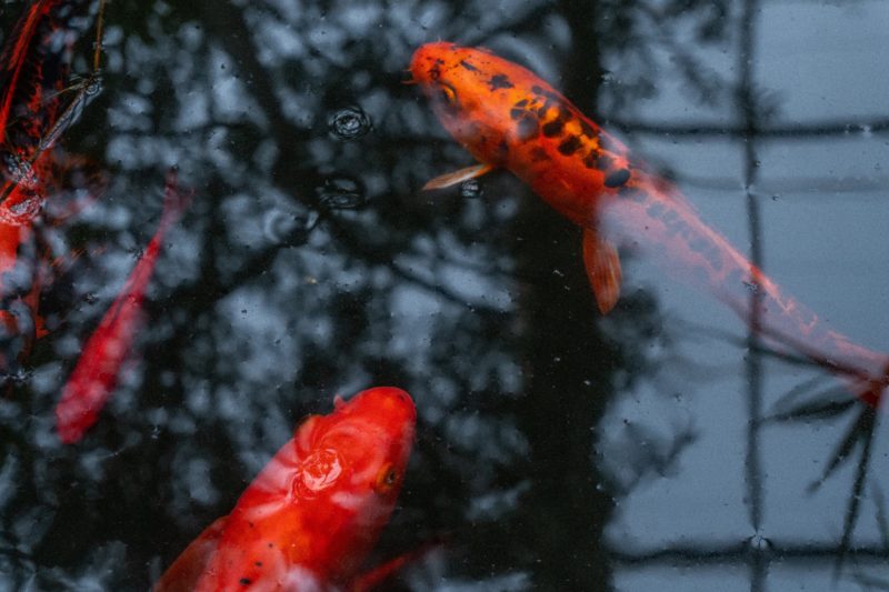 Polfilter Wasser Spiegelung