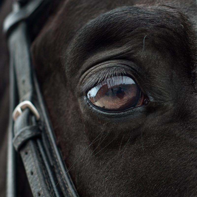 Spiegelungen fotografieren - Tierauge