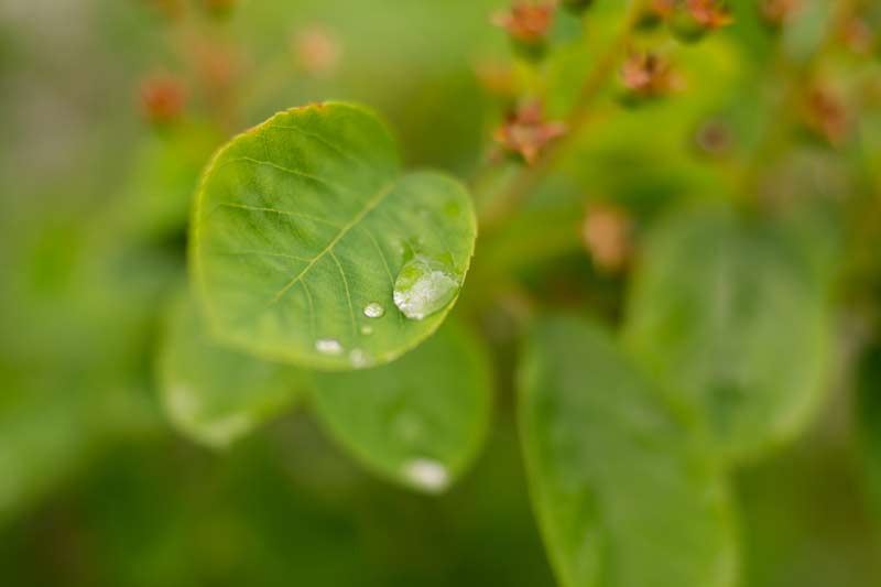 regen-fotografieren-regenbilder-natur