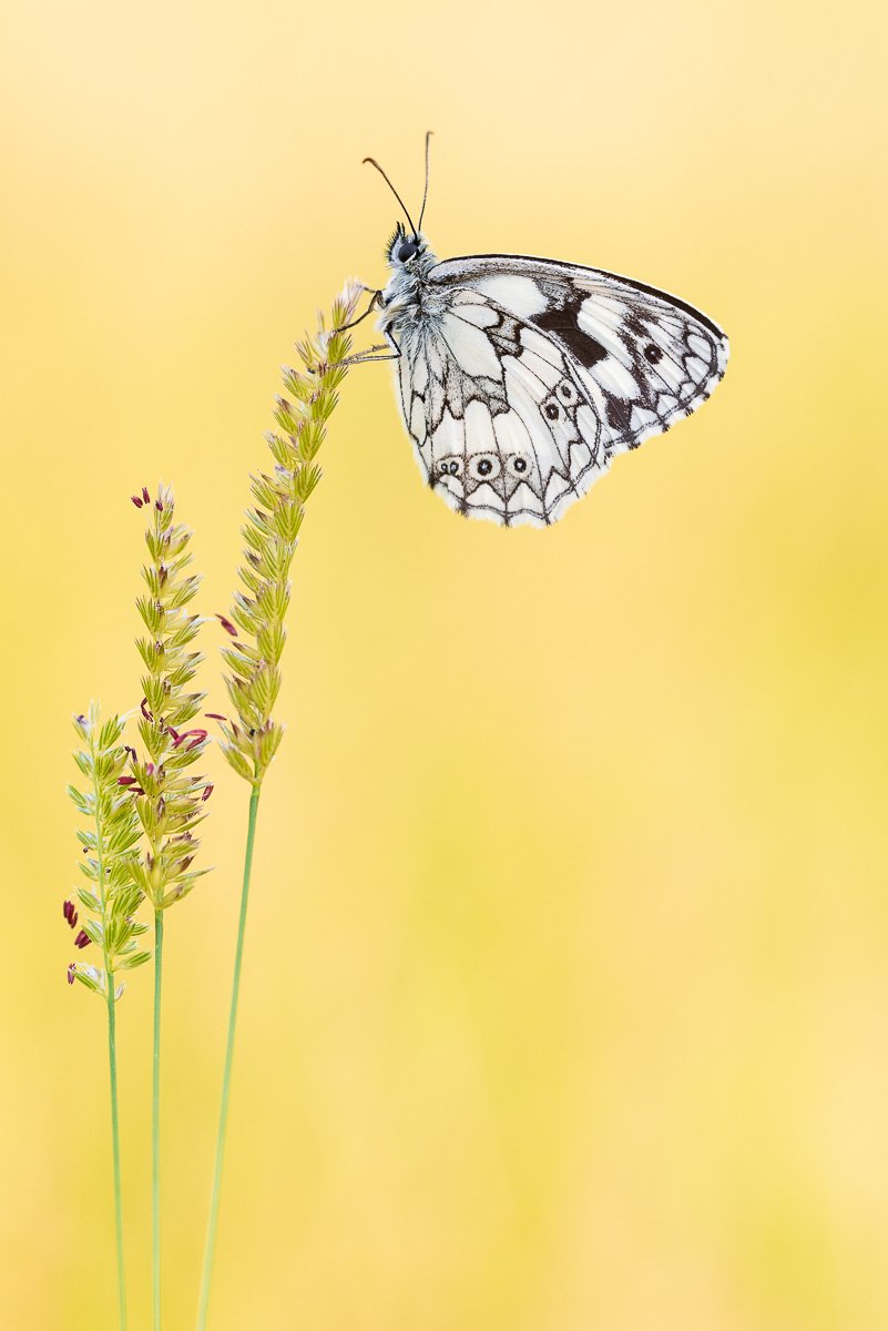 Schmetterlingsfotografie Schachbrettfalter