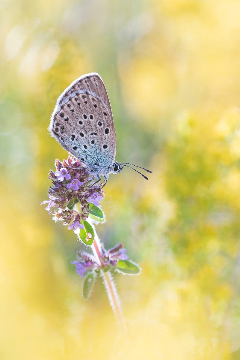 Schmetterlingsfotografie schwarzfleckiger ameisenbläuling