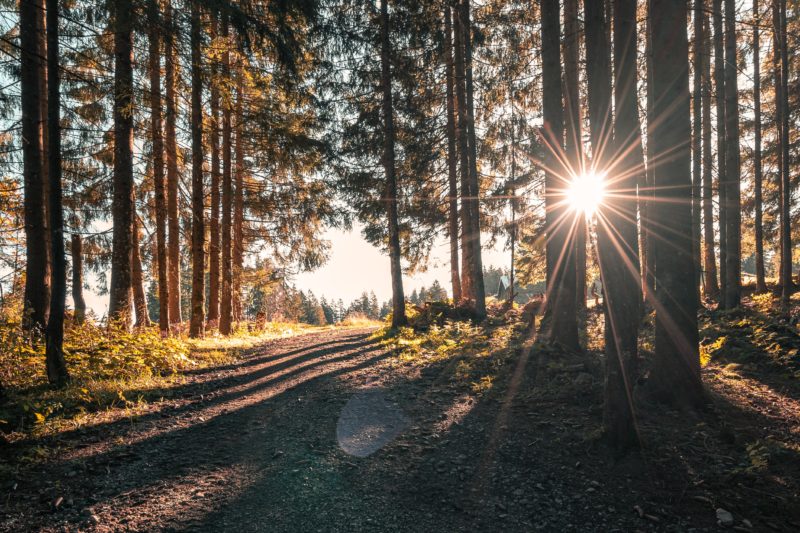 sonnensterne fotografieren sonnenstern durch bäume