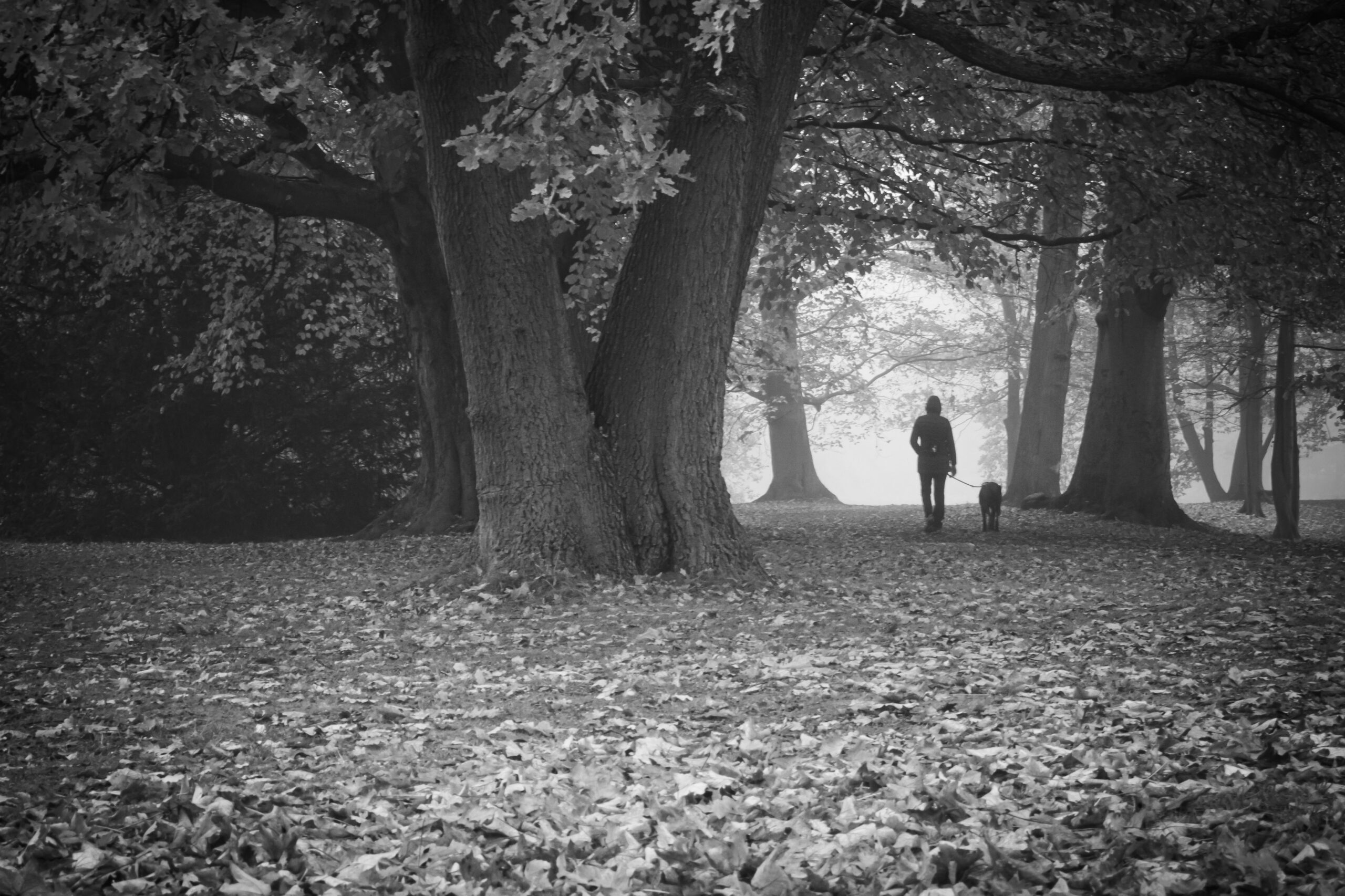 Streetfotografie Wald