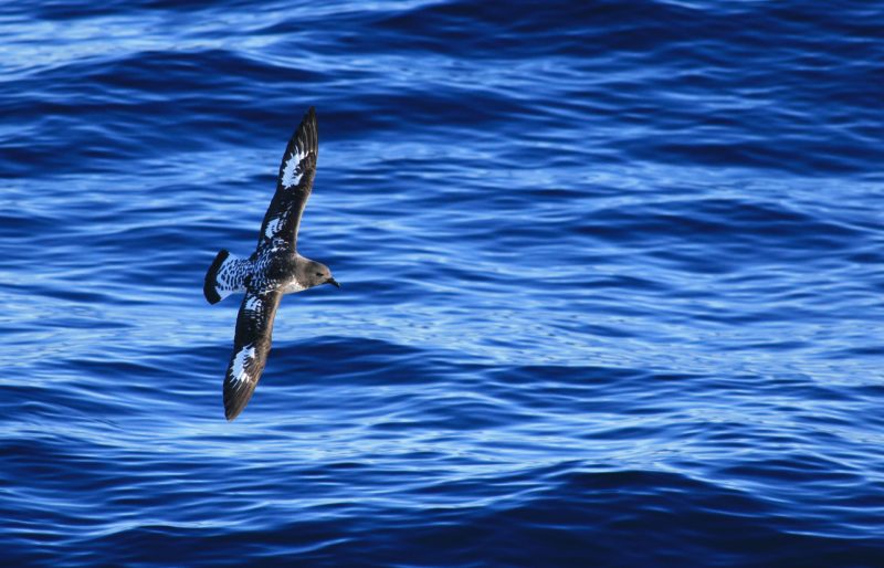 telekonverter vogel