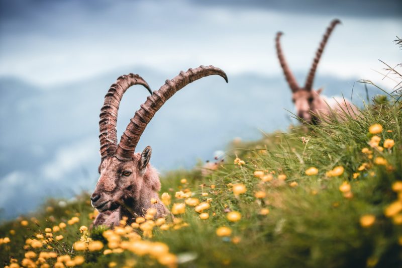 teleobjektiv steinbock fotografie