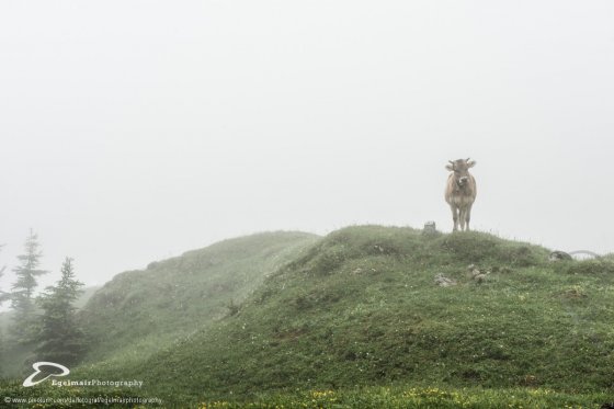 Fotograf Dachsen Schweiz Egelmairphotography | pixolum