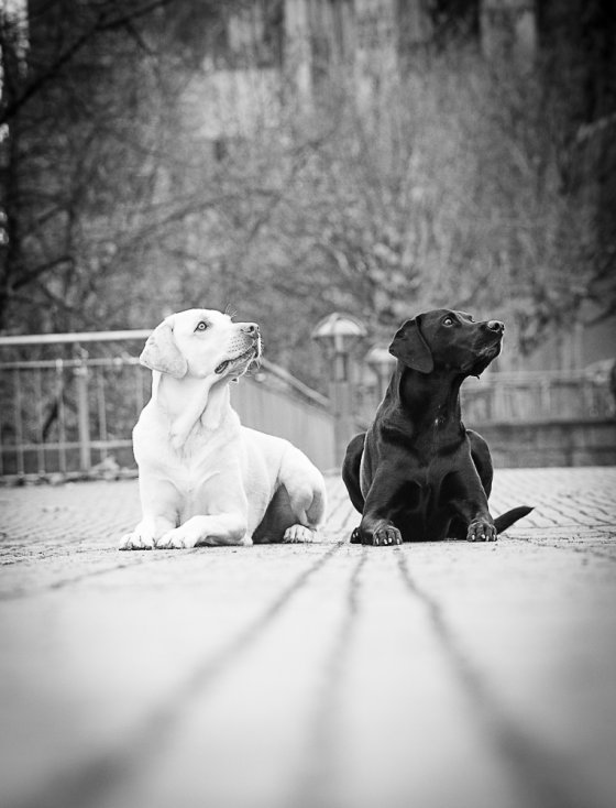 fotograf koeln deutschland multrinity | pixolum