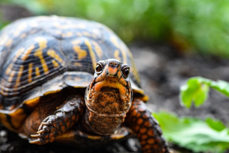 tiere fotografieren kameraeinstellungen schildkröte