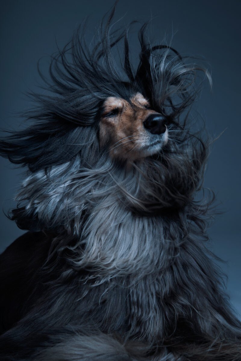 hund mit wehendem fell fotografiert im studio