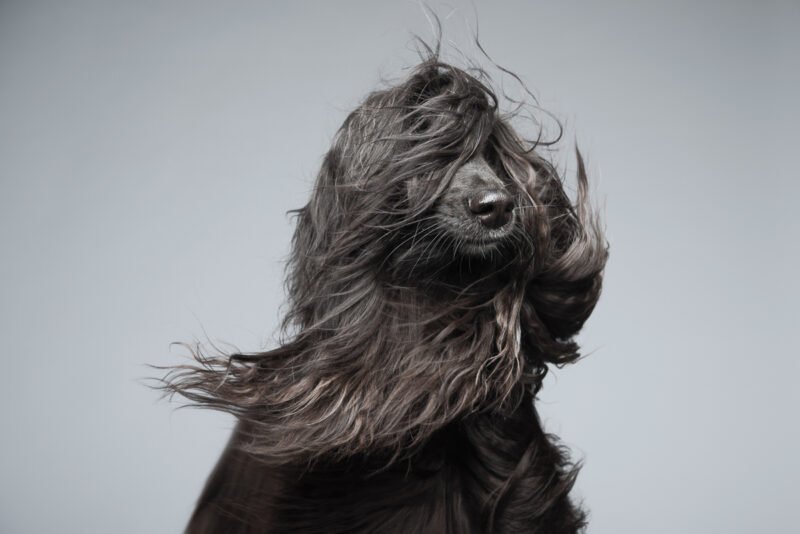 hund mit langen haaren wehend im wind wird in studio fotografiert