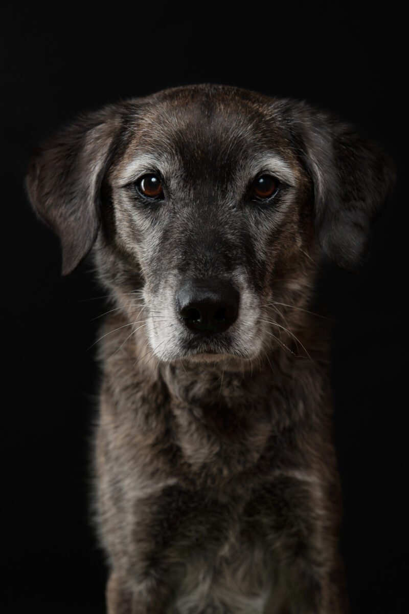 grosser hund frontal fotografiert auf schwarzem hintergrund