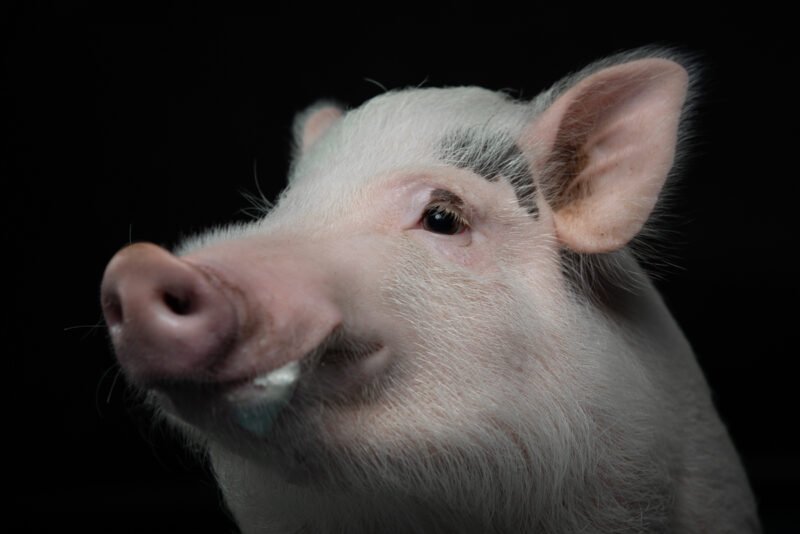 tierfotografie im studio von einem schwein mit schwarzem hintergrund