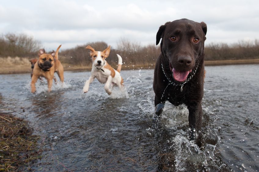 tierfotografie tier fotoshooting hund natur tipps