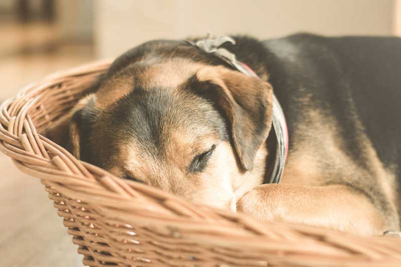 tierfotografie tipps accessoires