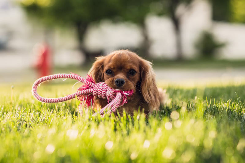 tierfotografie tipps hunde belohnen