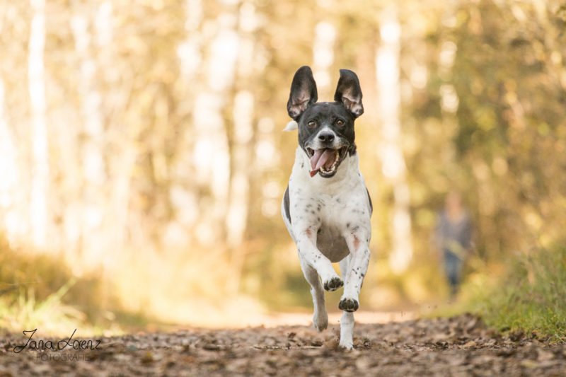 tierfotos hund rennt auf kamera zu im wald