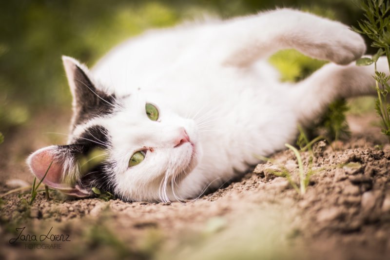 tierfotos katze liegt im gruenen auf dem boden