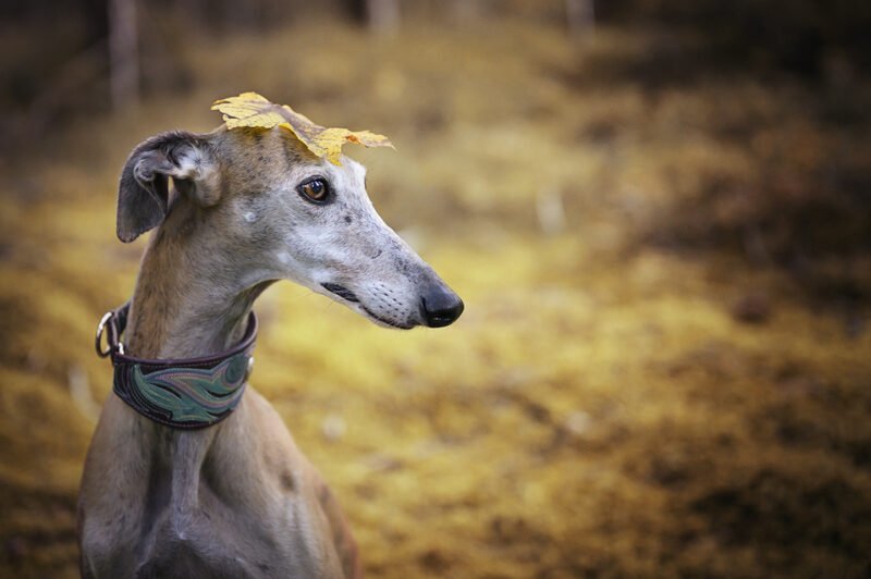 Tierfotografie mit Charakter Hund Blatt