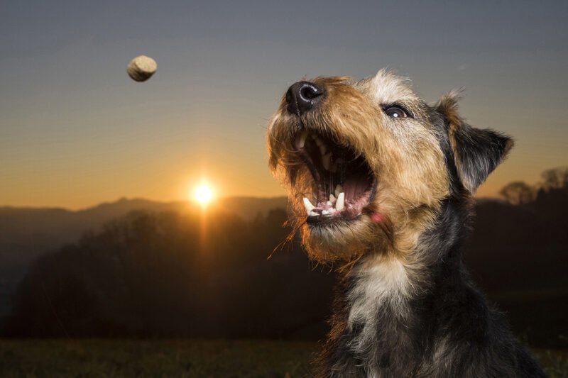 Tierfotos mit Charakter Hund Sonnenuntergang