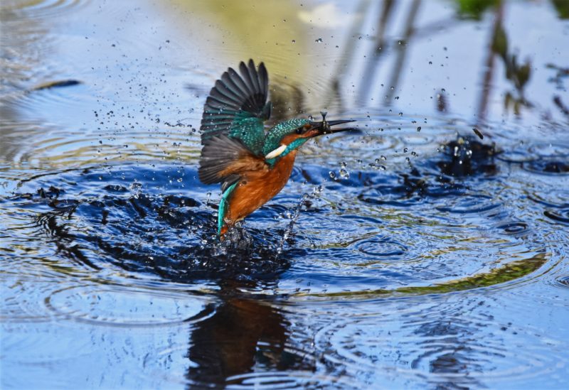 vogel faengt fisch im wasser