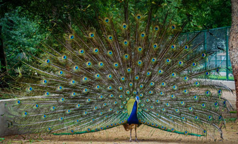 vogel fotografie pfau