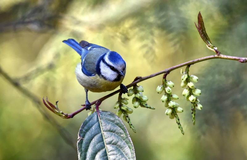 vogel fotografie sitzend auf einem ast