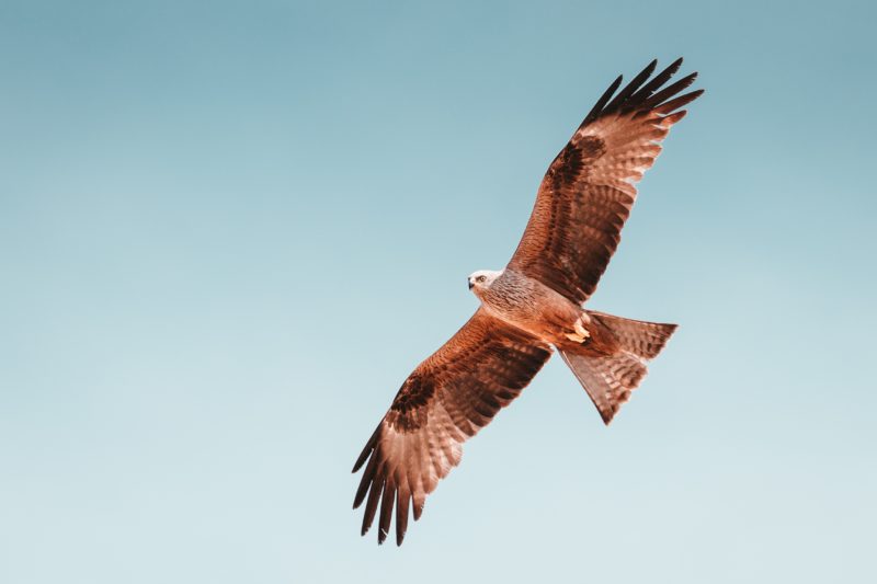 vogel fliegt am himmel