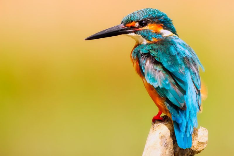 kolibri sitzt auf ast und schaut nach links