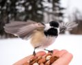 vogel fotografie tipps