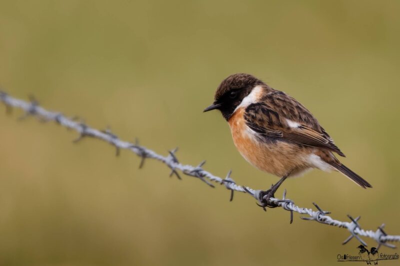 Vogelfotografie Schwarzkehlchen