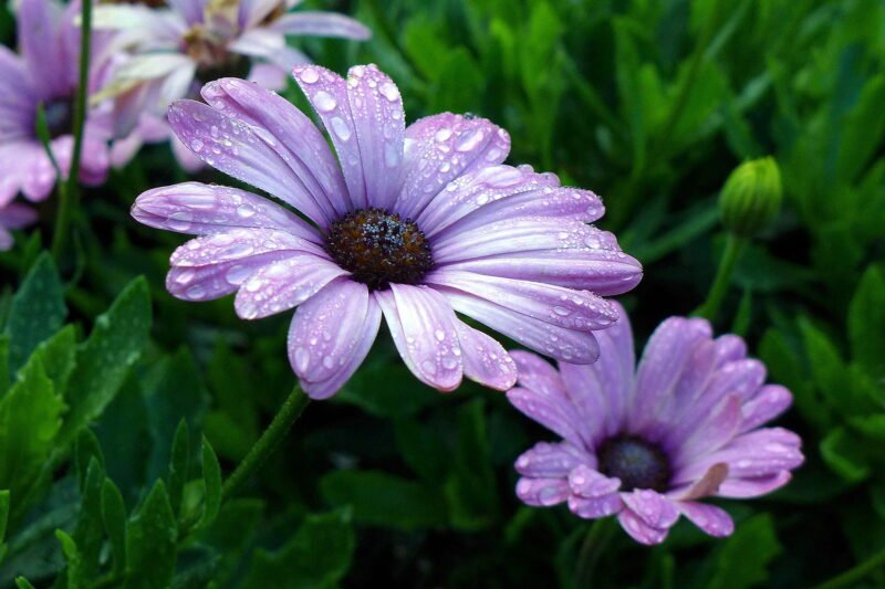 Vorteile Festbrennweite Tiefenschärfe Blume